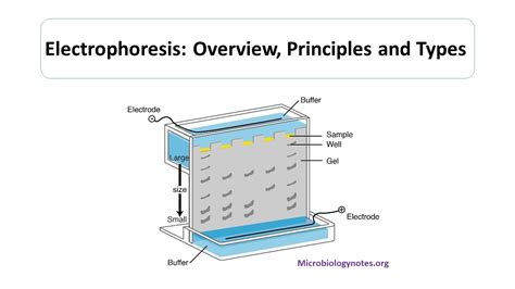 how does ph affect electrophoresis